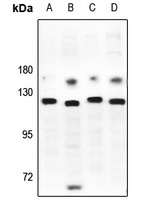 JIK Rabbit Polyclonal Antibody