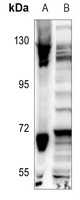 CDC40 Antibody