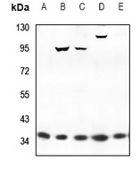 WNT16 Antibody