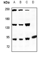 ANAPC Rabbit Polyclonal Antibody