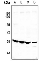ATP6V1H Antibody