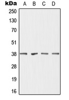 DHRS7 Antibody