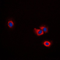 ERAP1 antibody
