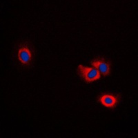 Anti-ERAP1 Antibody