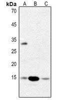 Histone H2B Rabbit Polyclonal Antibody