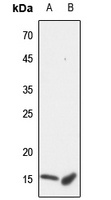 Cytochrome c Rabbit Polyclonal Antibody