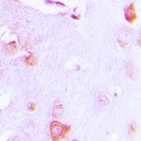 Cytochrome c Rabbit Polyclonal Antibody