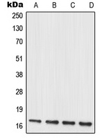 MRPL20 Antibody
