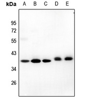 GIMAP4 Antibody