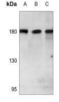 PARD3 Antibody