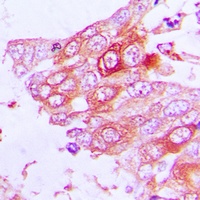Anti-MUC13 Antibody
