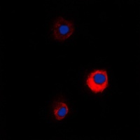 MUC13 antibody