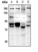 RAD18 Antibody