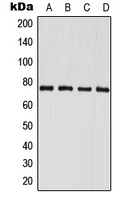 PAK6 Antibody