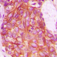 Anti-GPR159 Antibody