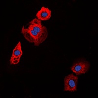 COL20A1 antibody