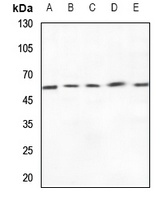 ZP4 Rabbit Polyclonal Antibody