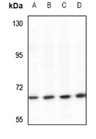 ARHGAP22 Antibody