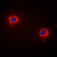 NECAB3 antibody