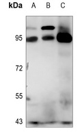 Semaphorin 4A Rabbit Polyclonal Antibody