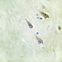 Anti-Semaphorin 4A Antibody
