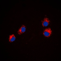 Anti-Semaphorin 4A Antibody