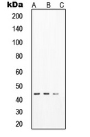 SOX17 Antibody