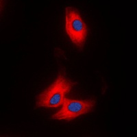 AZI2 antibody