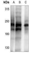 ANAPC1 Antibody