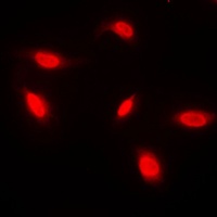ANAPC1 Antibody