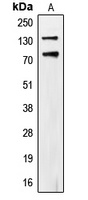 CD318 (Phospho-Y707) Antibody