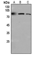CD318 Rabbit Polyclonal Antibody