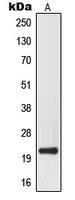 MRPL32 Antibody