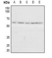 CAMKV Antibody