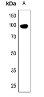 DDX54 Antibody