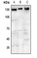 TRPM8 Antibody