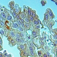 RPAP3 antibody