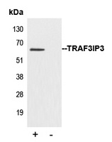 TRAF3IP3 antibody