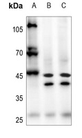 AARSD1 Antibody