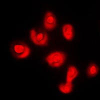 Anti-DUSP16 Antibody