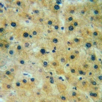Apolipoprotein L6 Rabbit Polyclonal Antibody