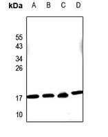 PDRG1 Antibody