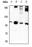 NaBC1 Antibody