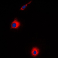 Anti-USP30 Antibody