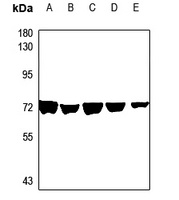 AGBL4 Antibody