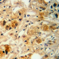 AGBL4 Antibody