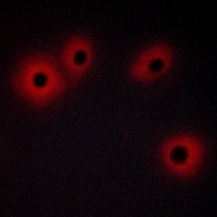 Anti-RELT Antibody