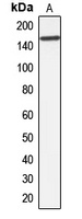 MRP7 Rabbit Polyclonal Antibody