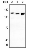 GPC5 Antibody