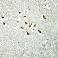 Anti-GPC5 Antibody